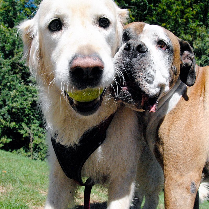 Milo & Tyson