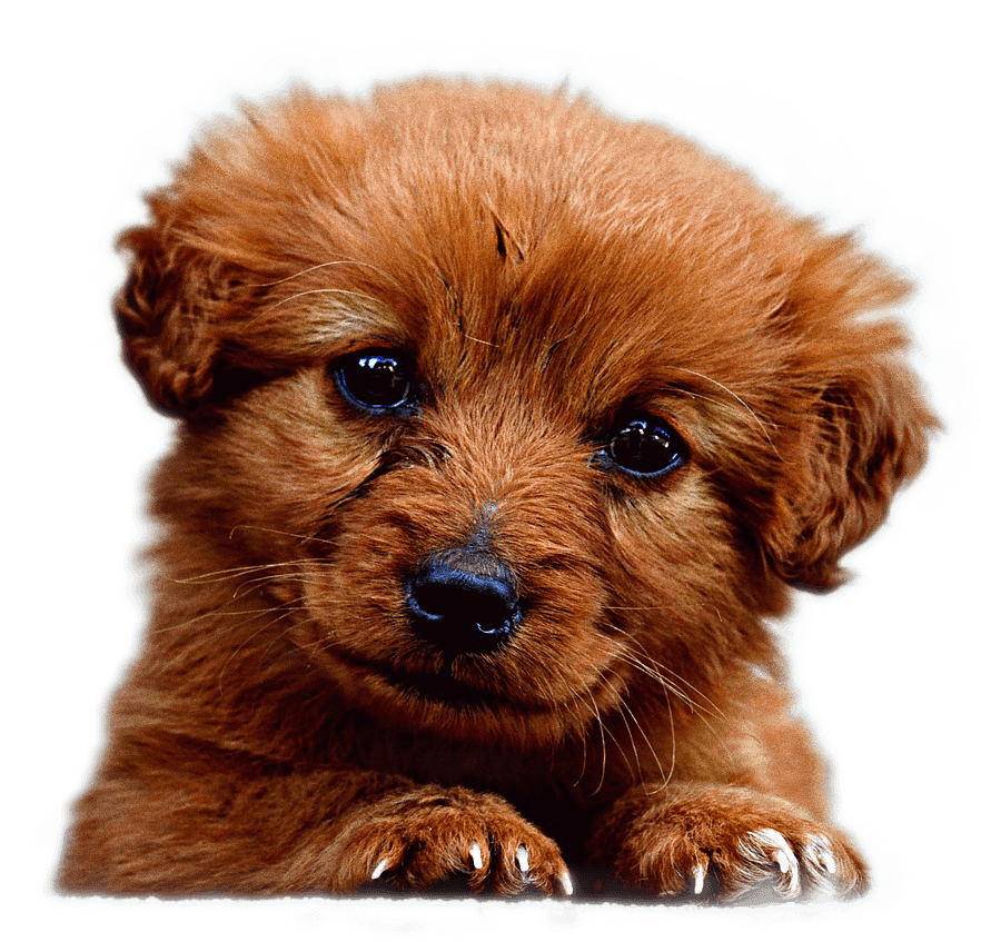 animal-731576_1280