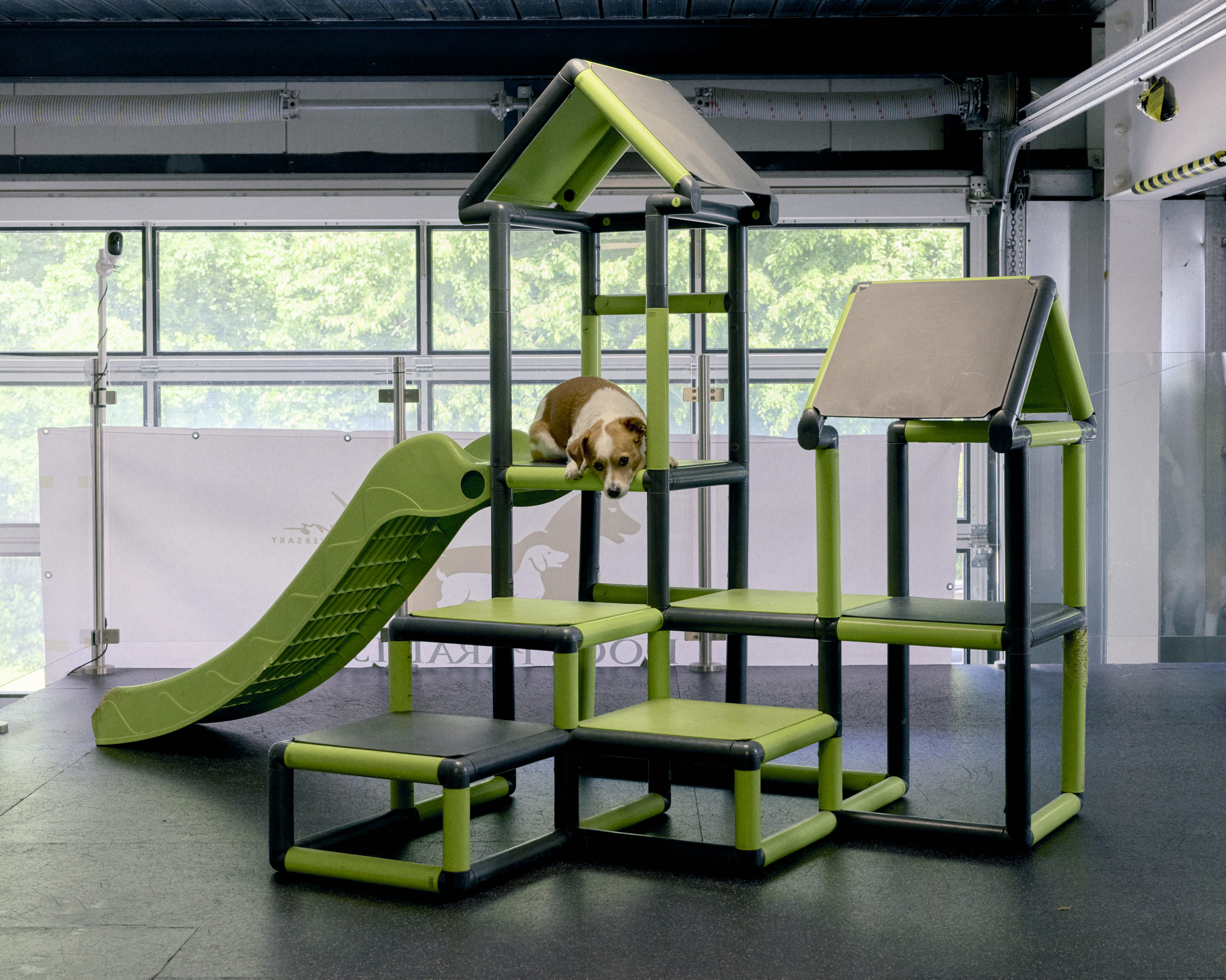 Dogs Paradise_Inès Riber_18