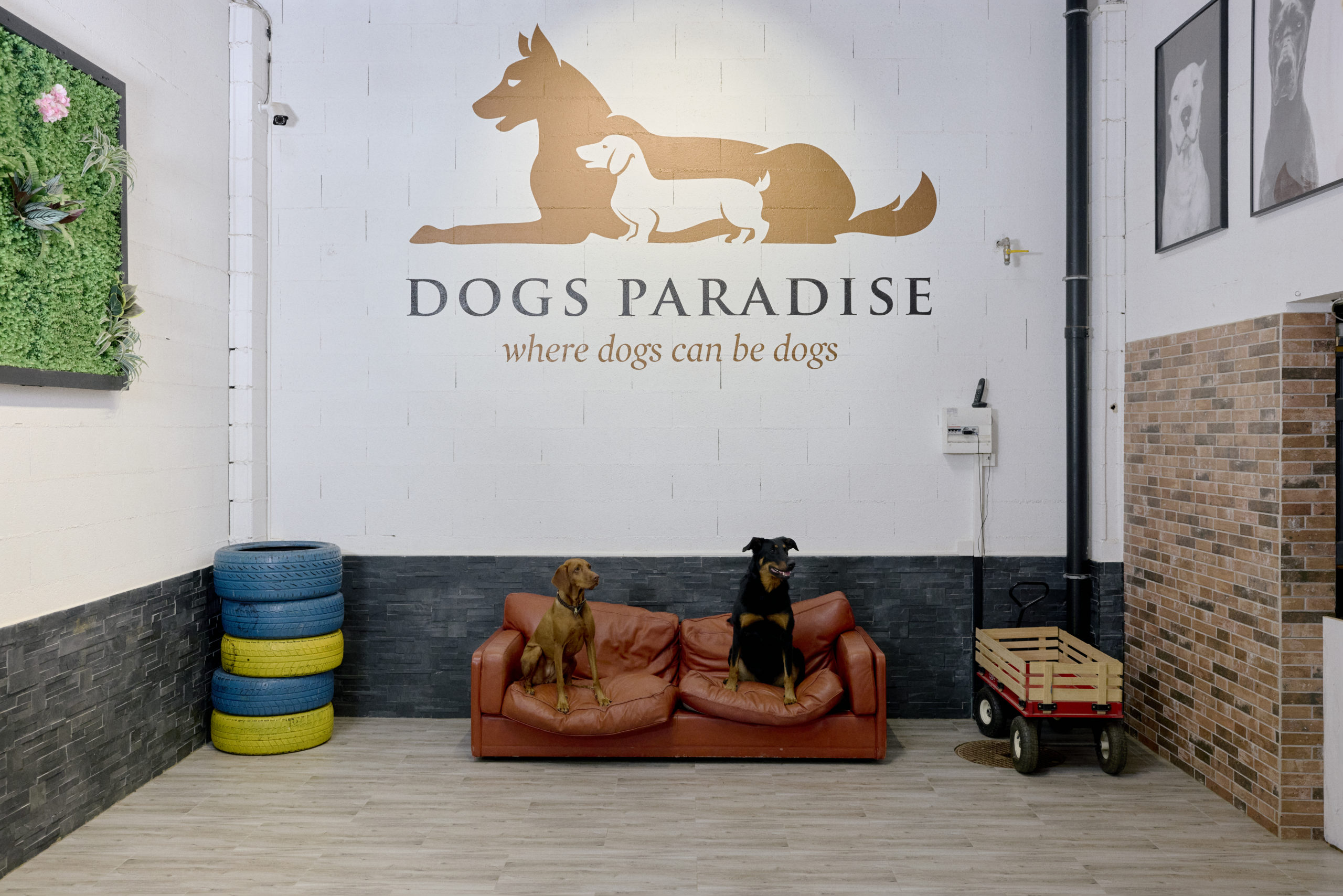 Dogs Paradise_Inès Riber_2