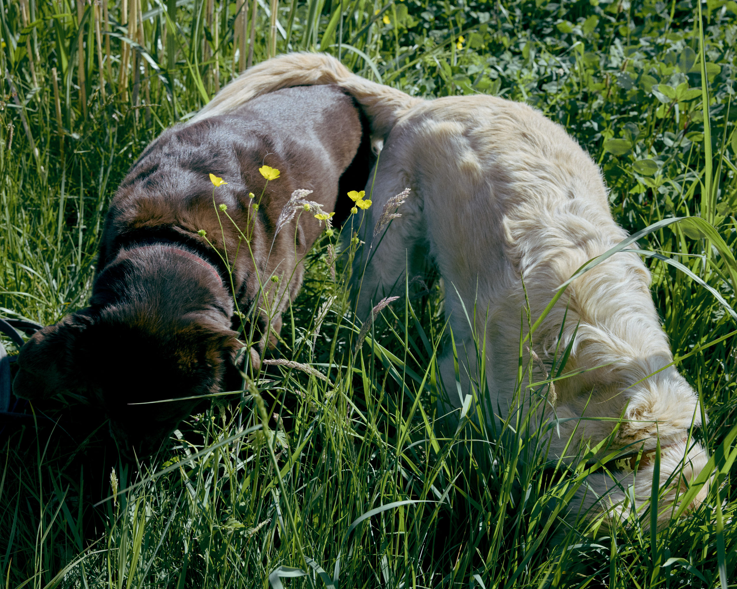 Dogs Paradise_Inès Riber_4