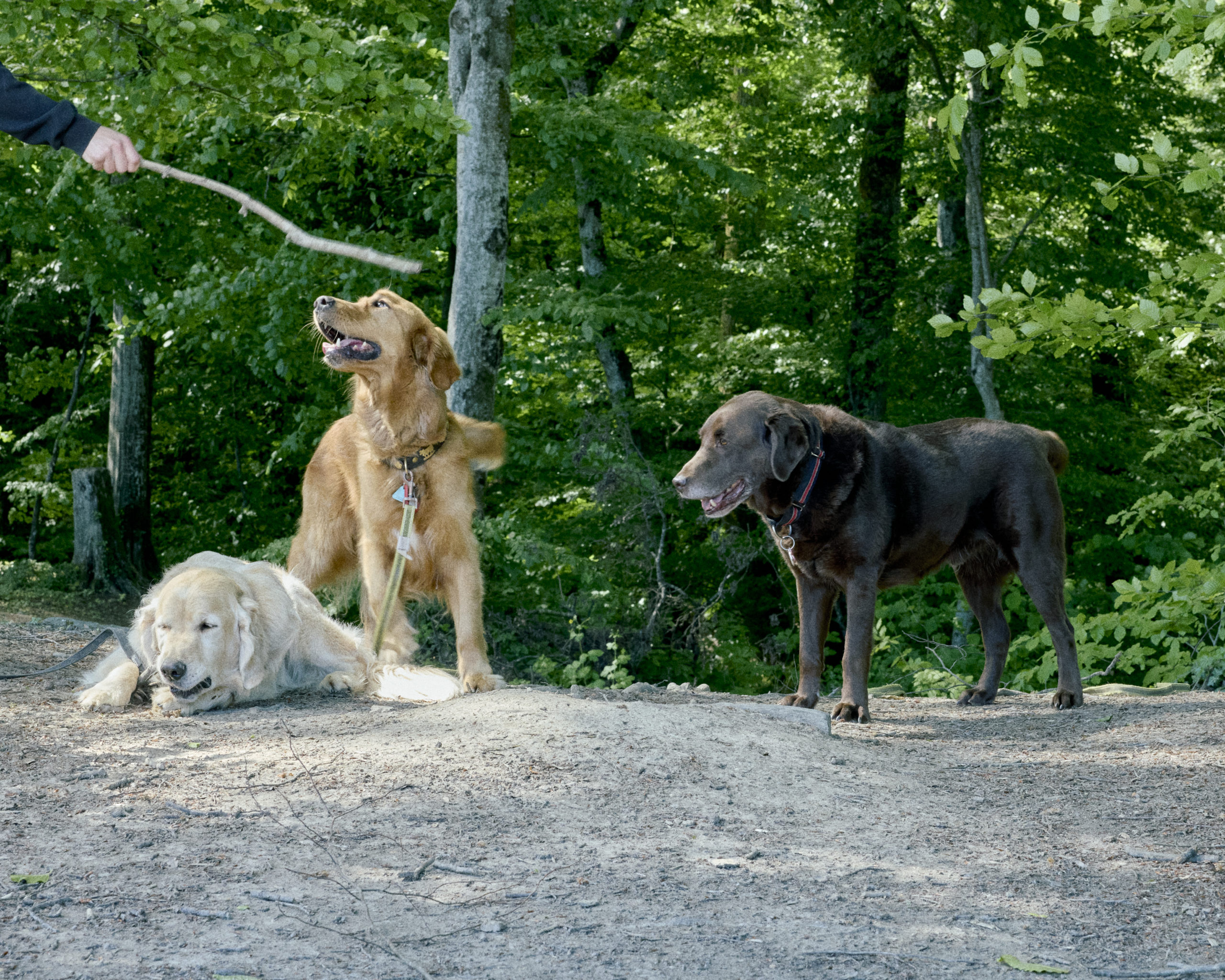 Dogs Paradise_Inès Riber_6