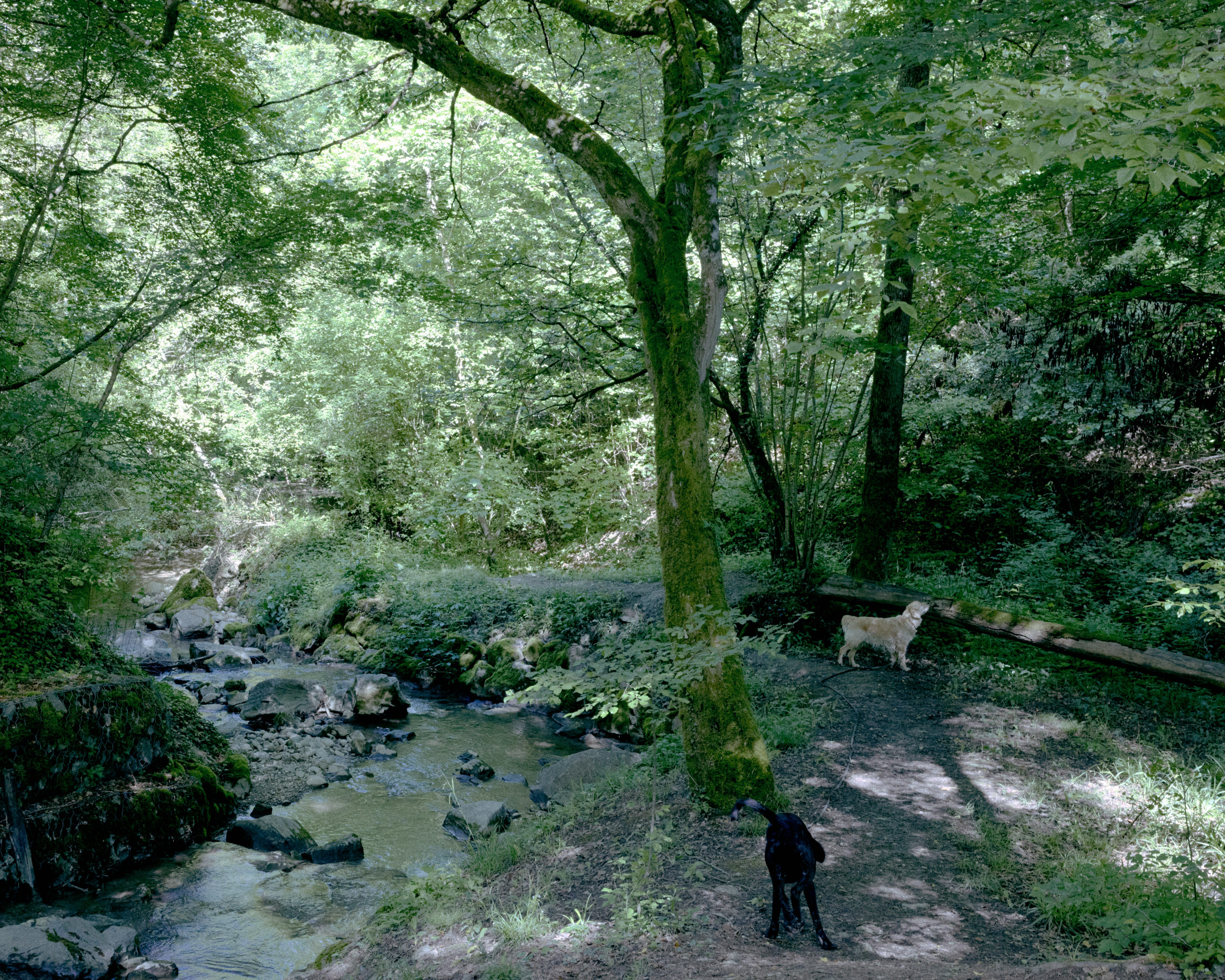 Dogs Paradise_Inès Riber_7