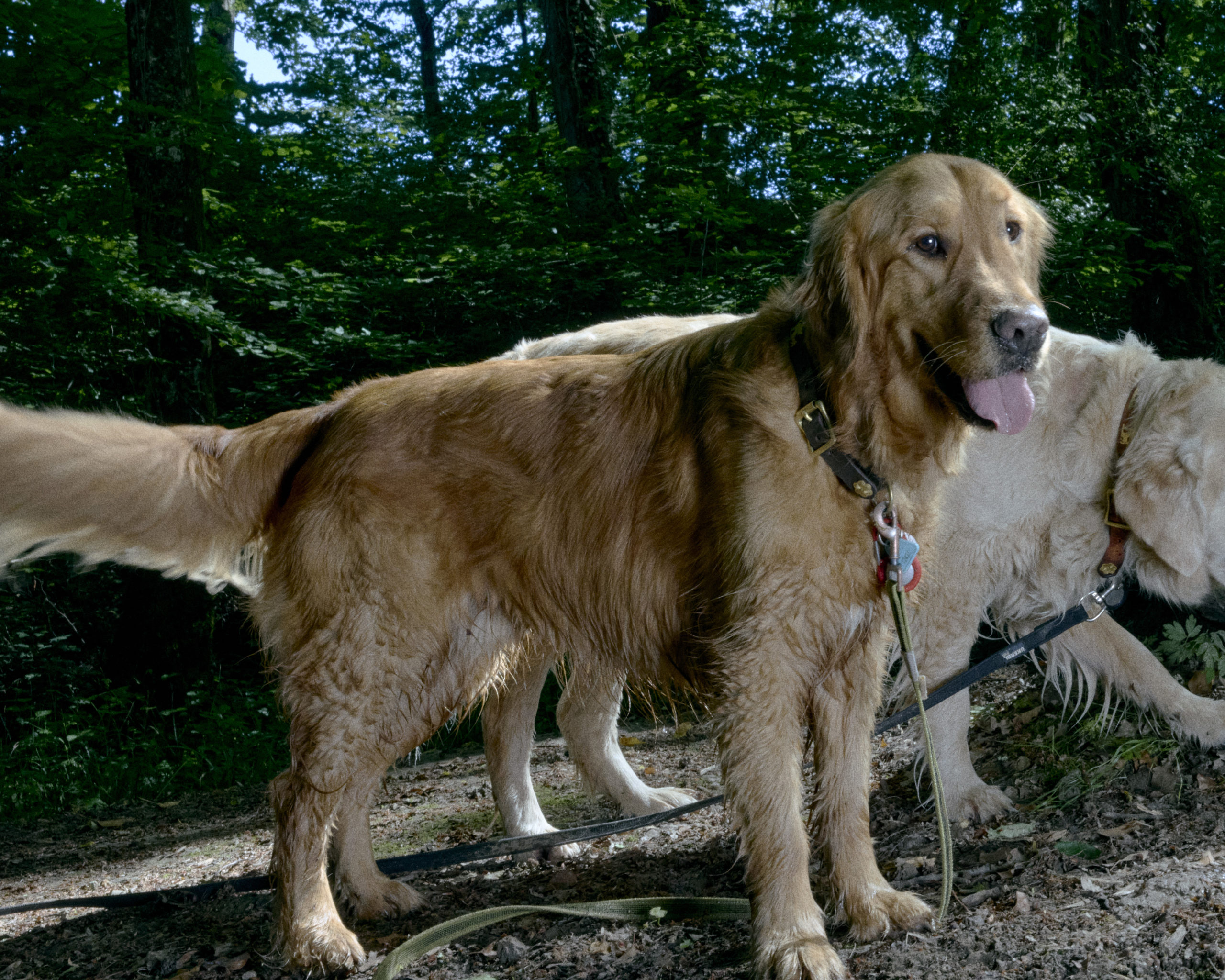 Dogs Paradise_Inès Riber_8