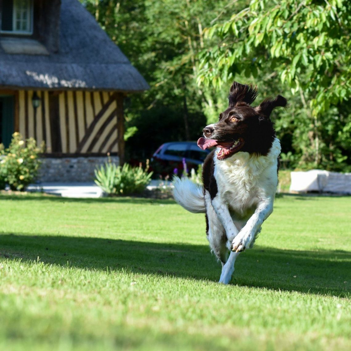 a dog jumping in the air