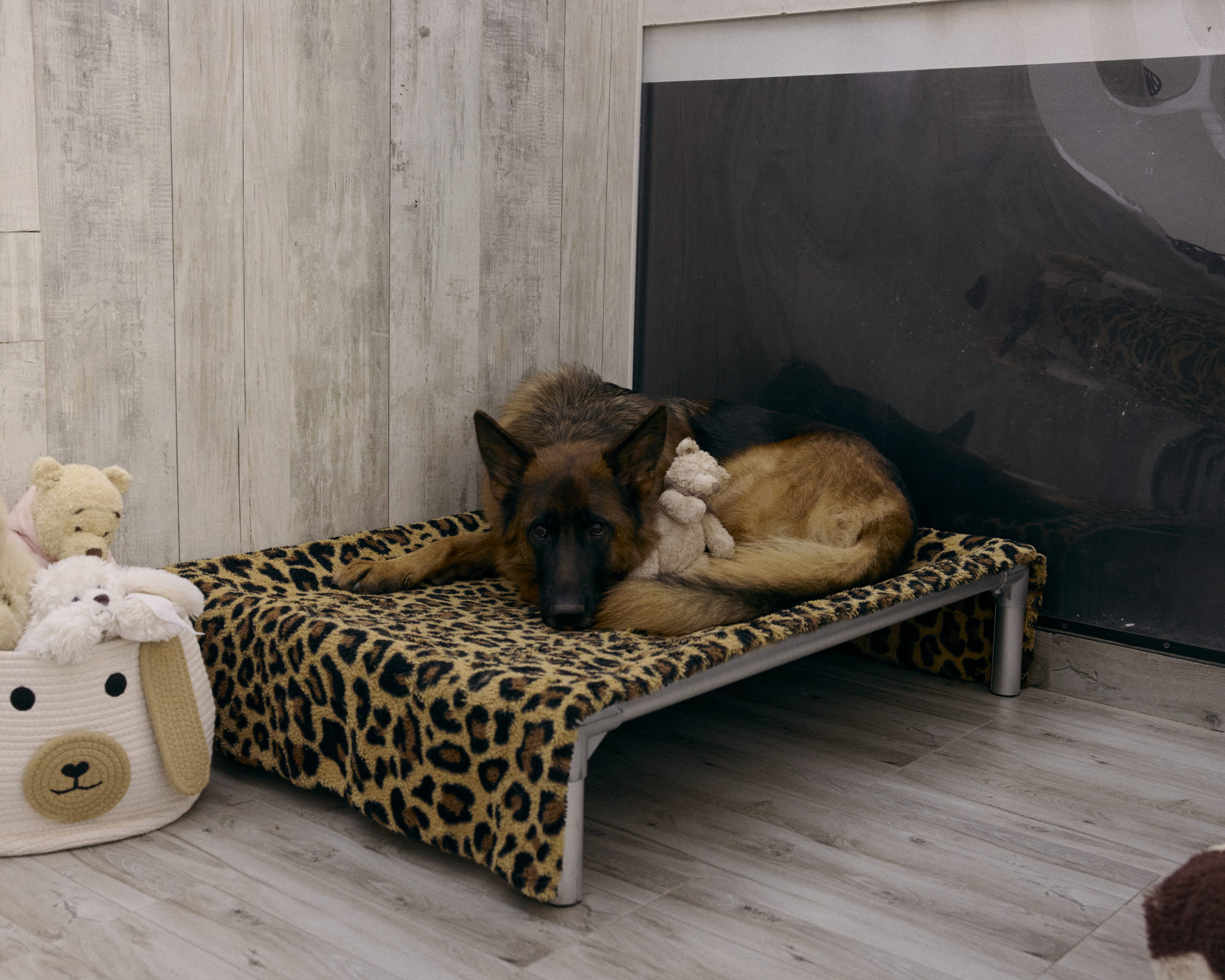 Dog’s Paradise_2_ 10