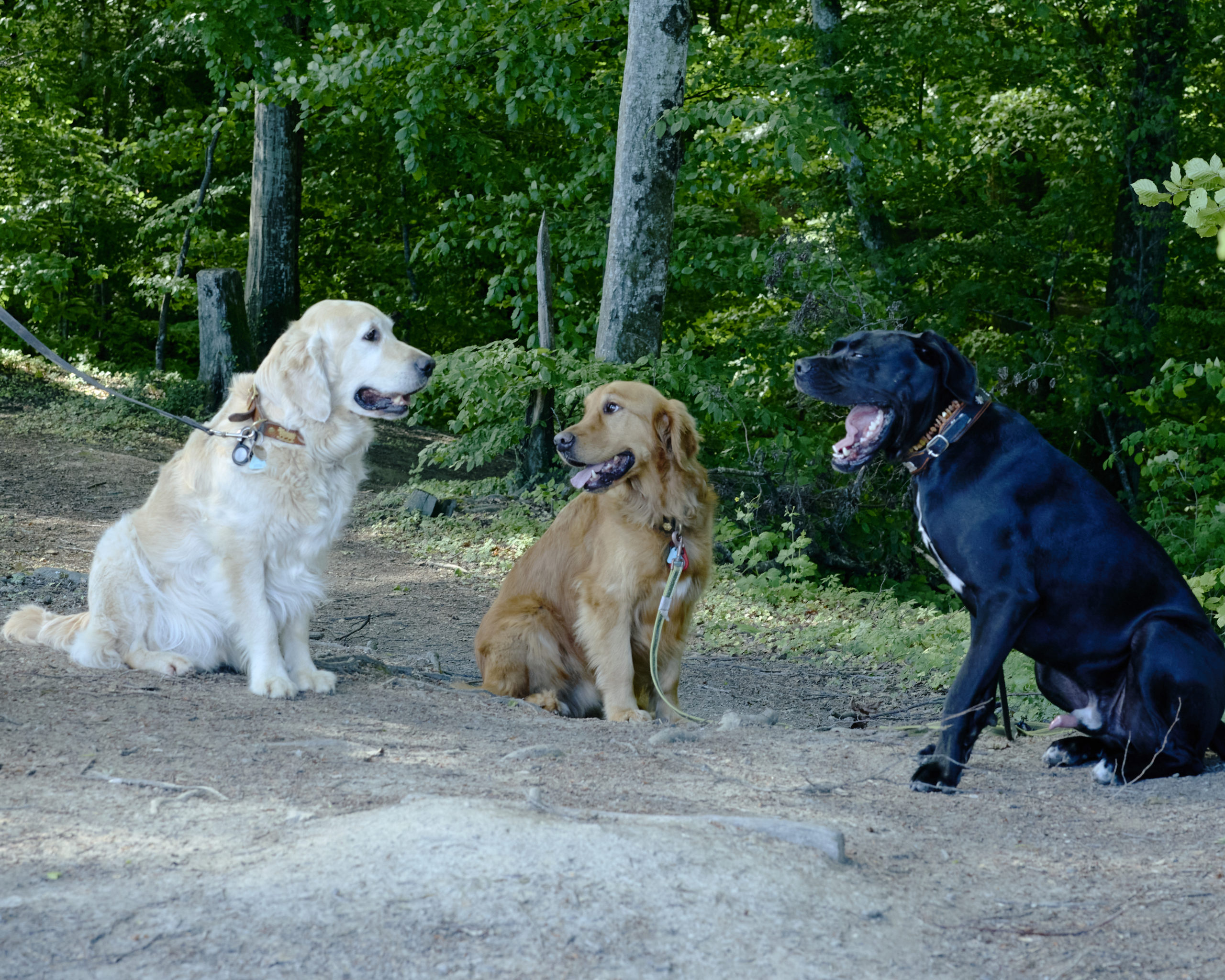 Dog’s Paradise_2_ 13