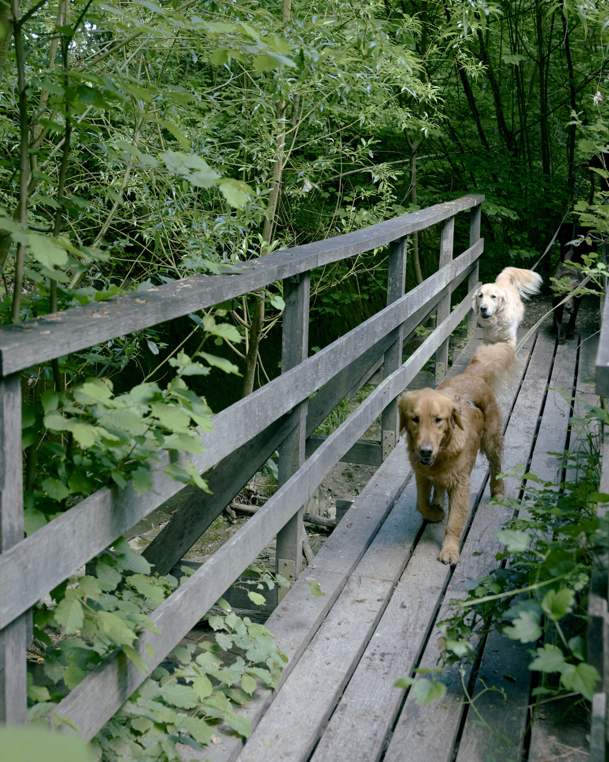 Dog’s Paradise_2_ 14